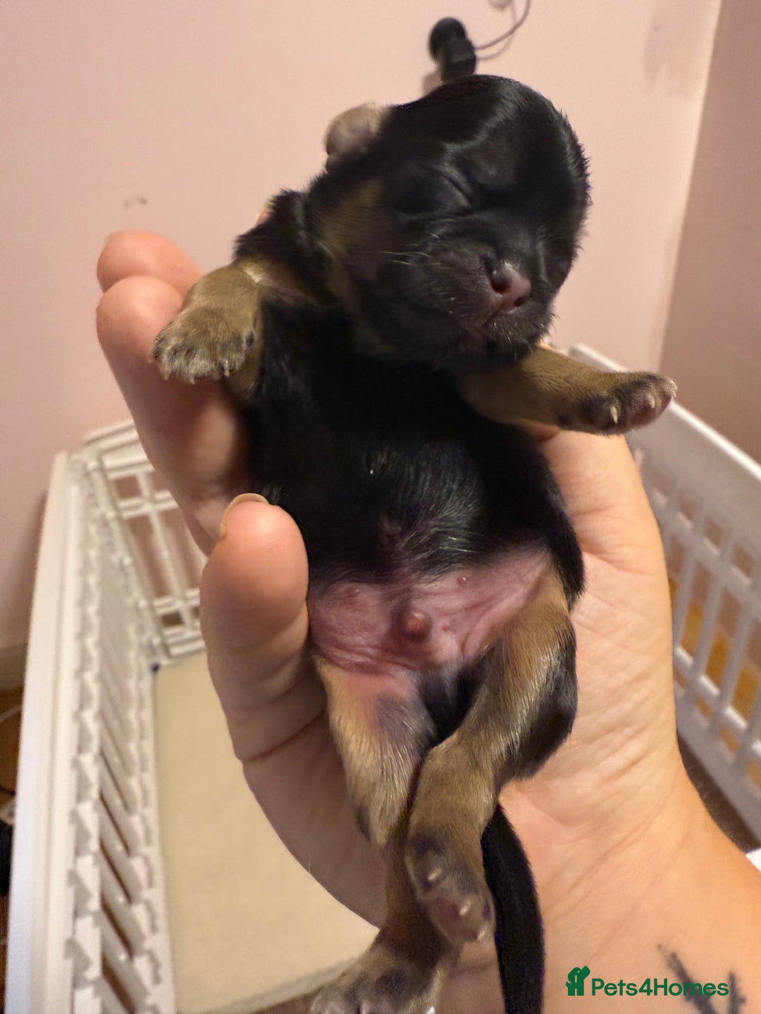 Shih Tzu dogs for sale: Imperial shih tzu boys  - Image 2
