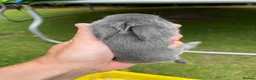 Mini Lop rabbits for sale: Mini Lop - Pure Bred  - Advert 10