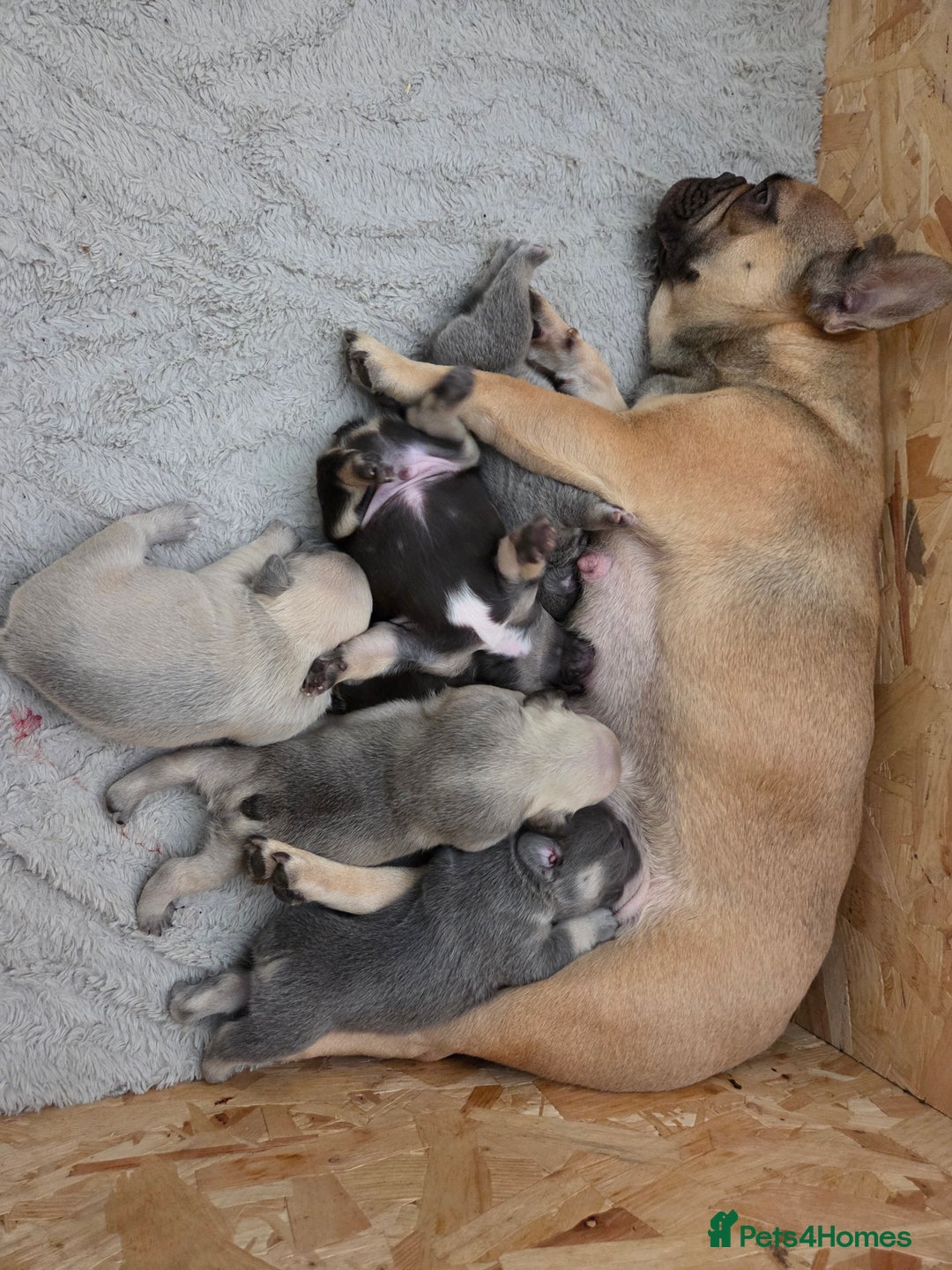 French Bulldog dogs for sale: 4 beautiful French bulldog pups  - Image 1