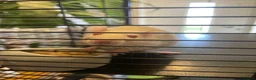 Rat rodents for sale: 4 albino fancy rats in Barnstaple - Advert 11