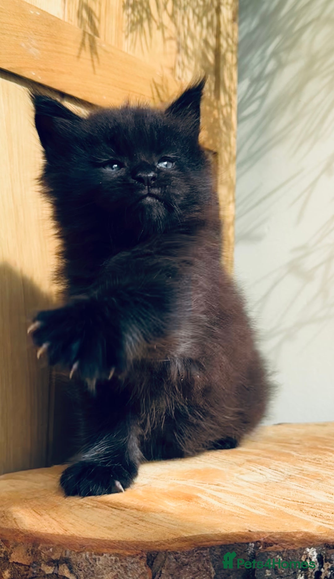 Maine Coon cats for sale: Maine Coon kittens - Advert 12