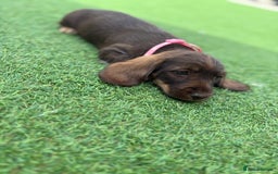 Miniature Dachshund dogs for sale: MINITURE DACHSHUNDS  - Image 5