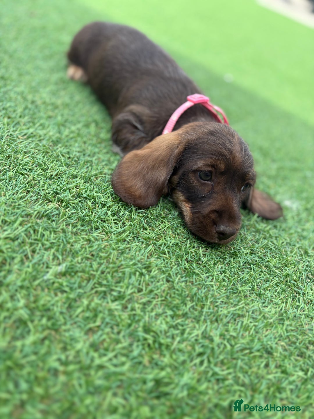 Miniature Dachshund dogs for sale: MINITURE DACHSHUNDS  - Image 5