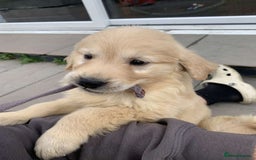 Golden Retriever dogs for sale: 💛Sweet Golden Retriever Girl remaining!💛 - Image 3