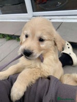Golden Retriever dogs - Advert 4