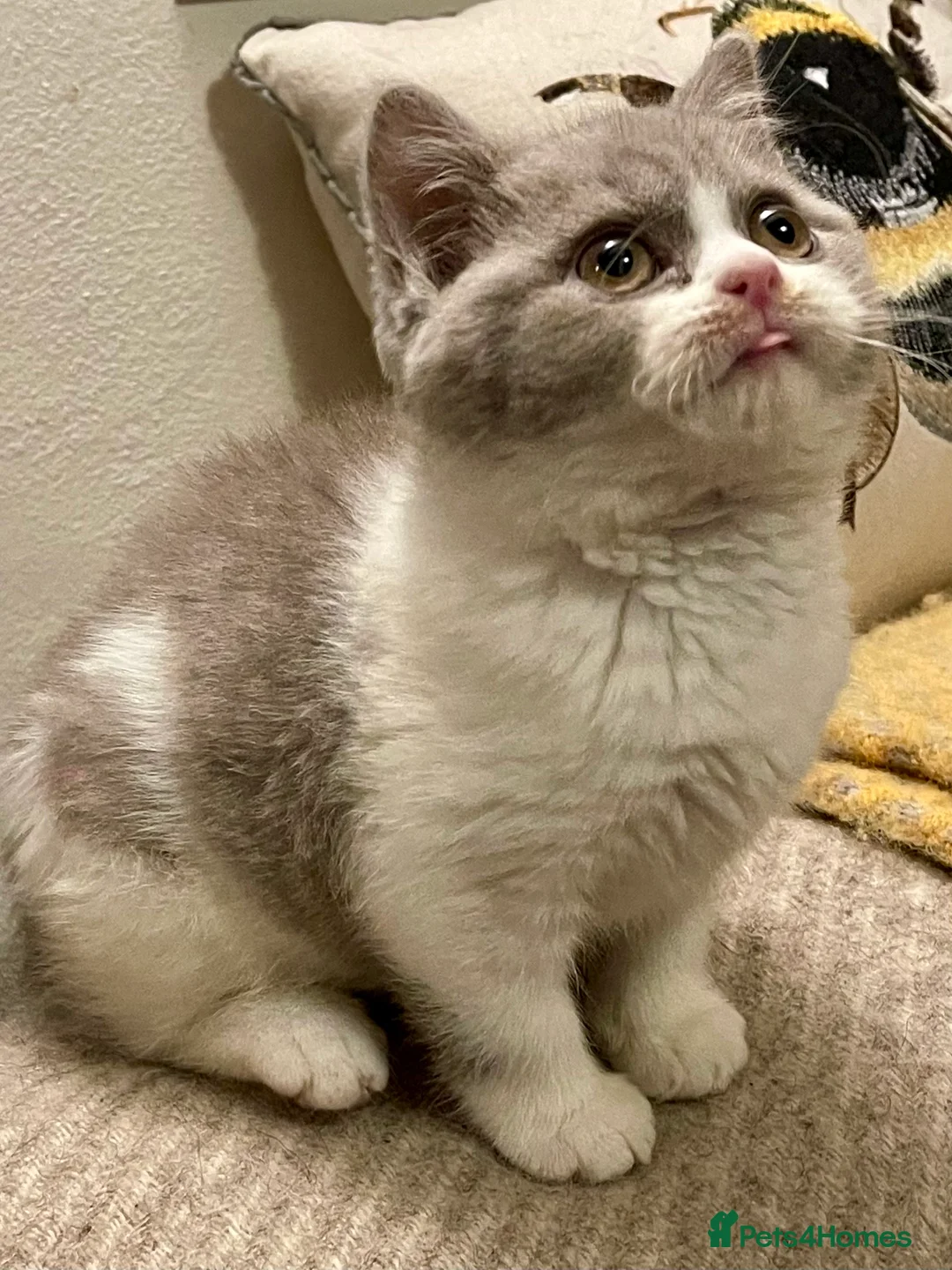 British Shorthair cats for sale: Champion Sired Female BSH - Advert 1