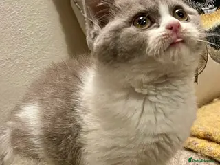 British Shorthair cats Champion Sired Female BSH - Advert 2