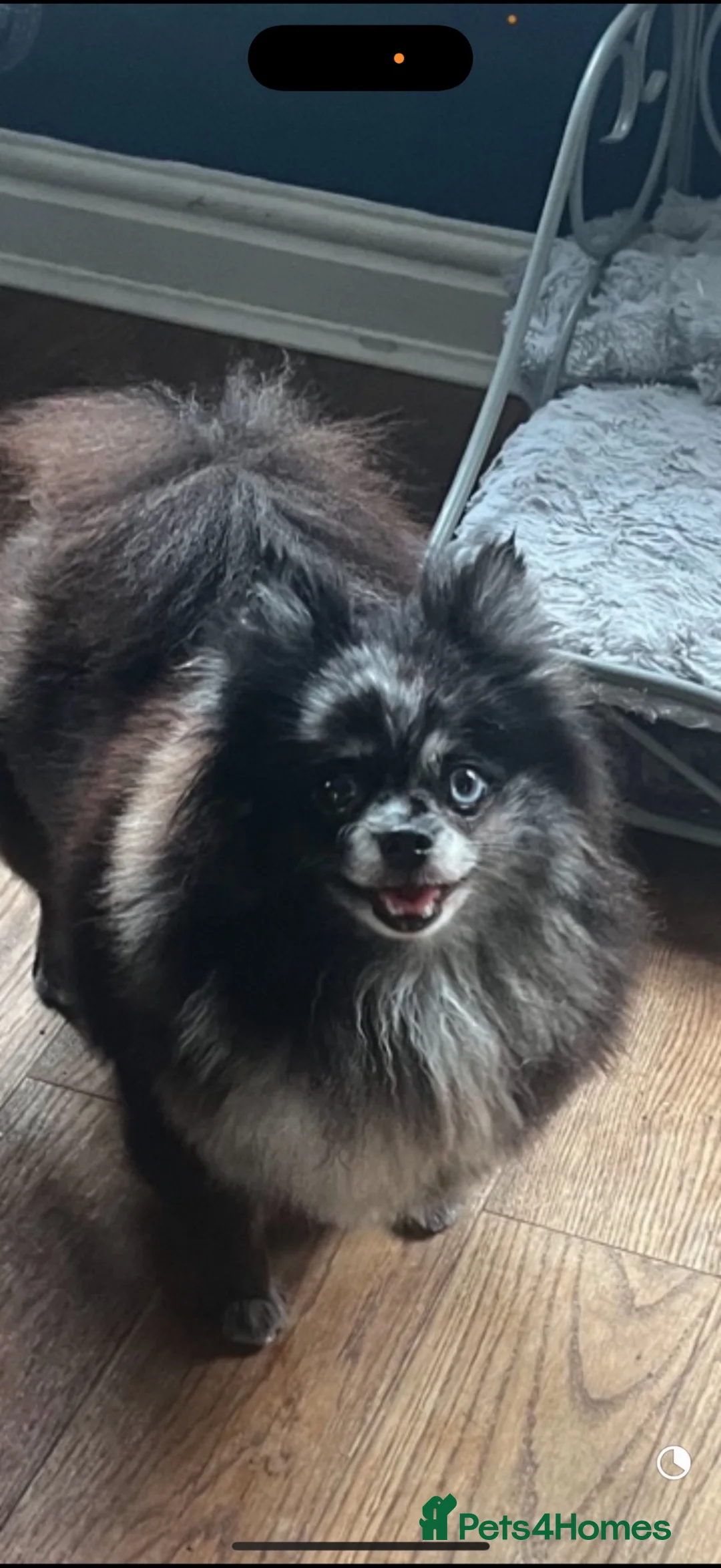 Pomeranian dogs for sale: merle pomeranian girl - Advert 6