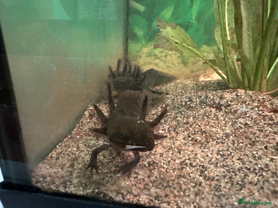 Axolotl reptiles for sale: Young Axolotls for sale - Image 3