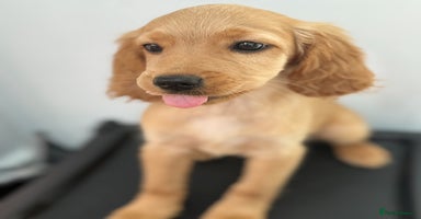 Cockapoo dogs - Advert 2