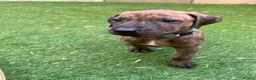 Mixed Breed dogs for sale: Rhodesian Ridgeback x Bull Lurcher - Advert 11
