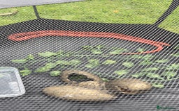 Corn Snake reptiles for sale: Beautiful cornsnake for sale to a loving owner!  - Advert 3