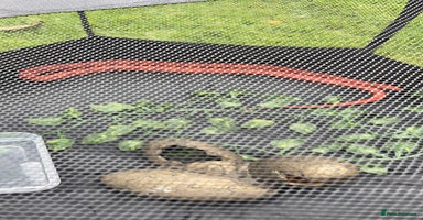 Corn Snake reptiles Beautiful cornsnake for sale to a loving owner!  - Advert 9