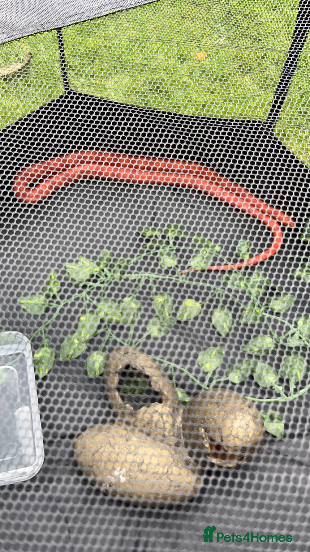 Corn Snake reptiles for sale: Beautiful cornsnake for sale to a loving owner!  - Advert 3