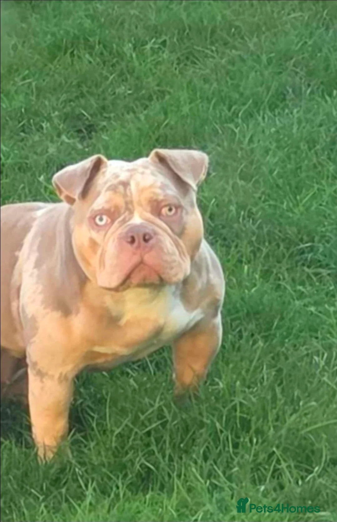 American Bully dogs for sale: American  pocket bully female  - Advert 1