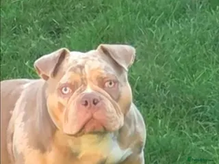 American Bully dogs American pocket bully female - Advert 2