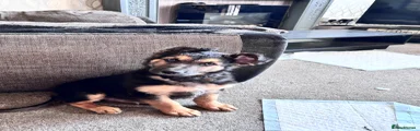Mixed Breed Puppy 1