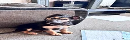 Mixed Breed dogs for sale: 10 week old male German shepherd x border collie  - Advert 2