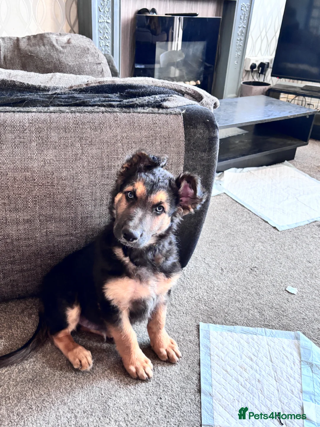 Mixed Breed dogs for sale: 10 week old male German shepherd x border collie  - Advert 2