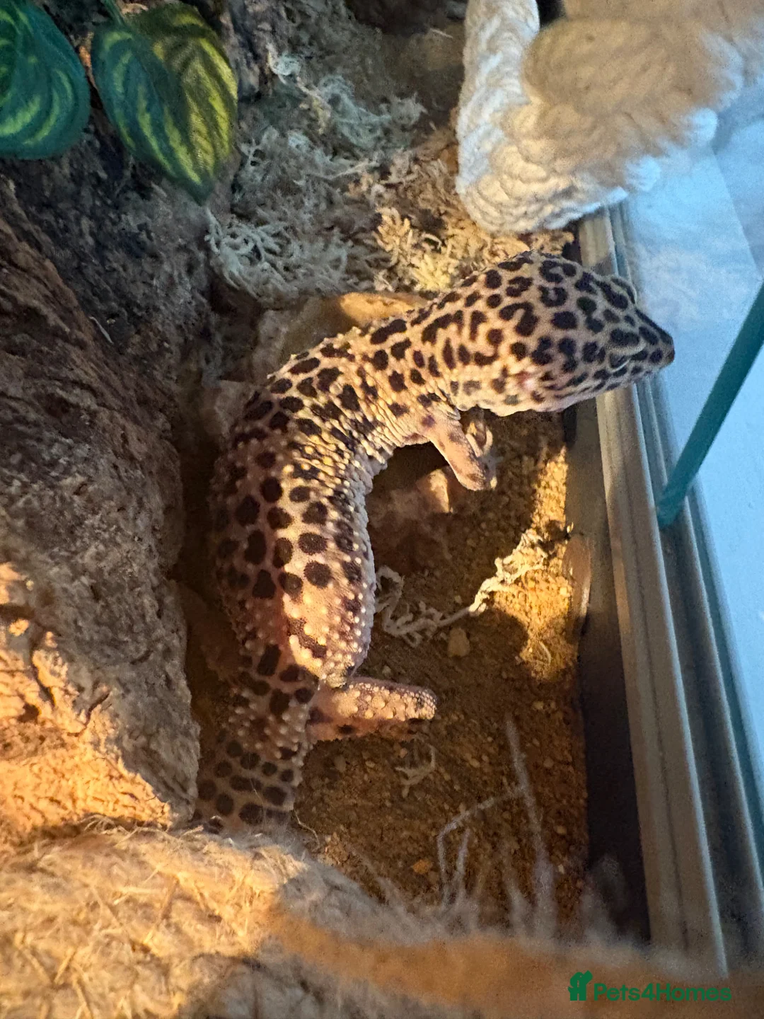 Leopard Gecko reptiles for sale: Male leopard gecko - Advert 2