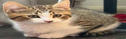 Mixed Breed cats for sale: 3 Left - Mixed Breed Pedigree Cross Kittens M/F - Advert 6