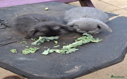 Mini Lop rabbits for sale: Cashmere mini lops ready now  - Image 3