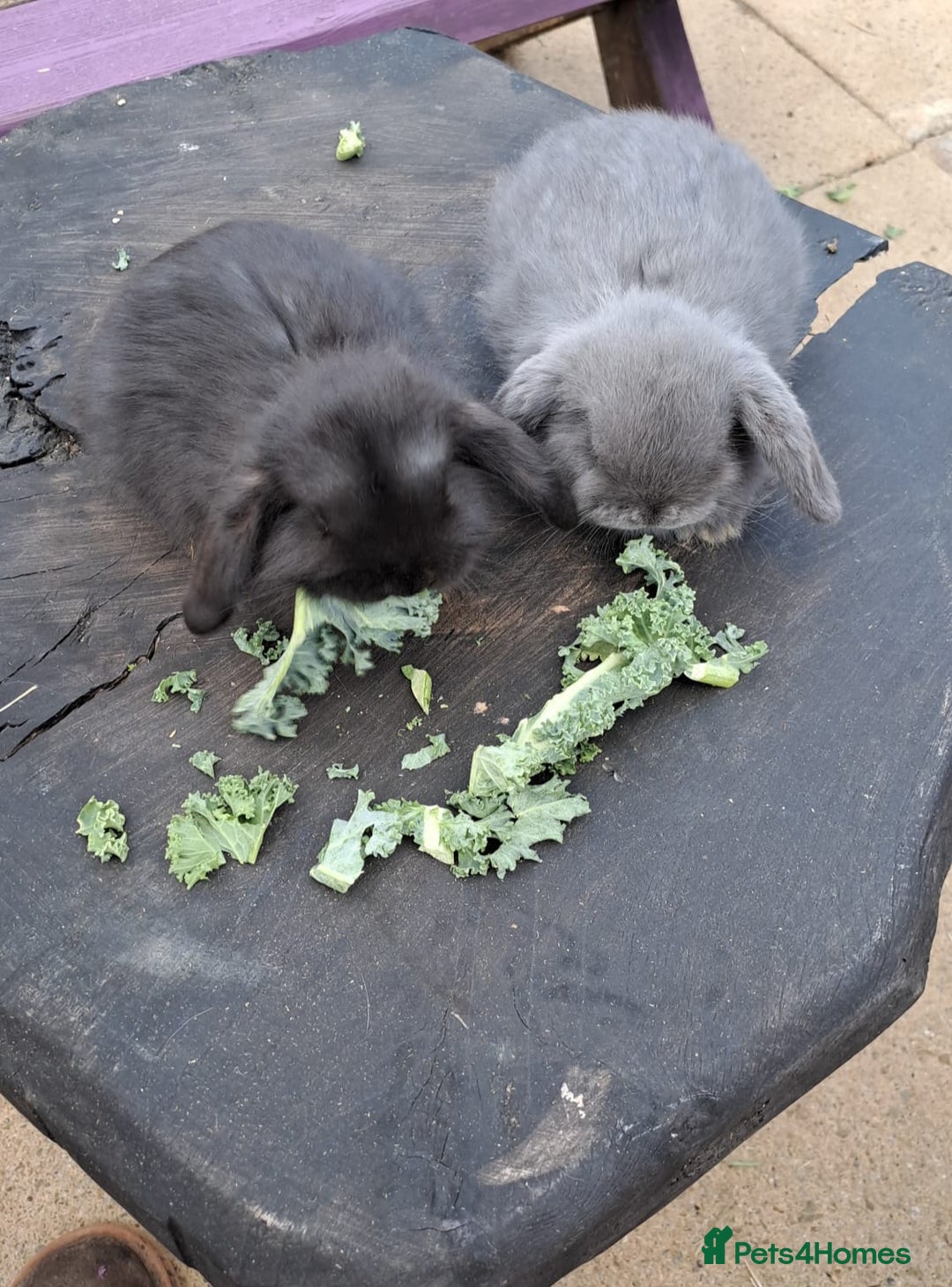 Mini Lop rabbits for sale: Cashmere mini lops ready now  - Image 3