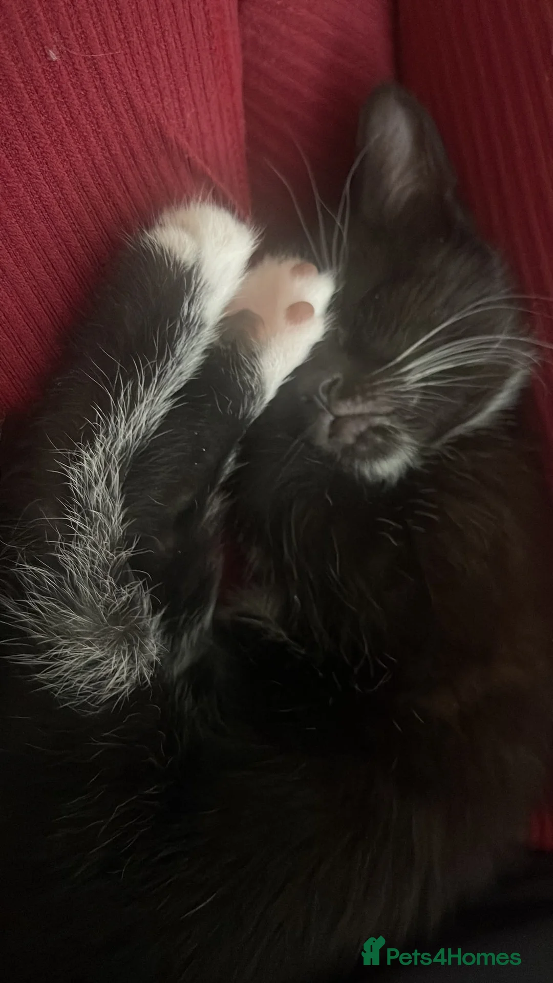 Mixed Breed cats for sale: Black and white and grey and white kitten  - Advert 5