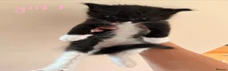 Mixed Breed cats for sale: Mixed breed kittens for sale in Witney - Advert 7