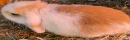 Mini Lop rabbits for sale: STUNNING PURE BREED MINI LOPS AMAZING COLOURS  - Advert 5