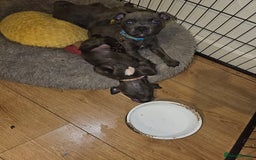 Staffordshire Bull Terrier dogs for sale: blue staffy puppies  - Image 12