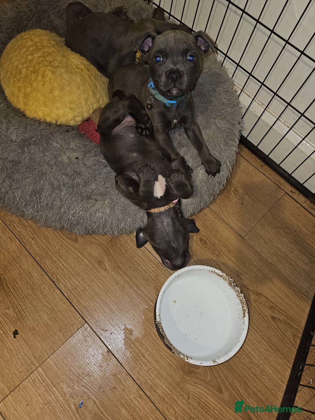 Staffordshire Bull Terrier dogs for sale: blue staffy puppies  - Image 12