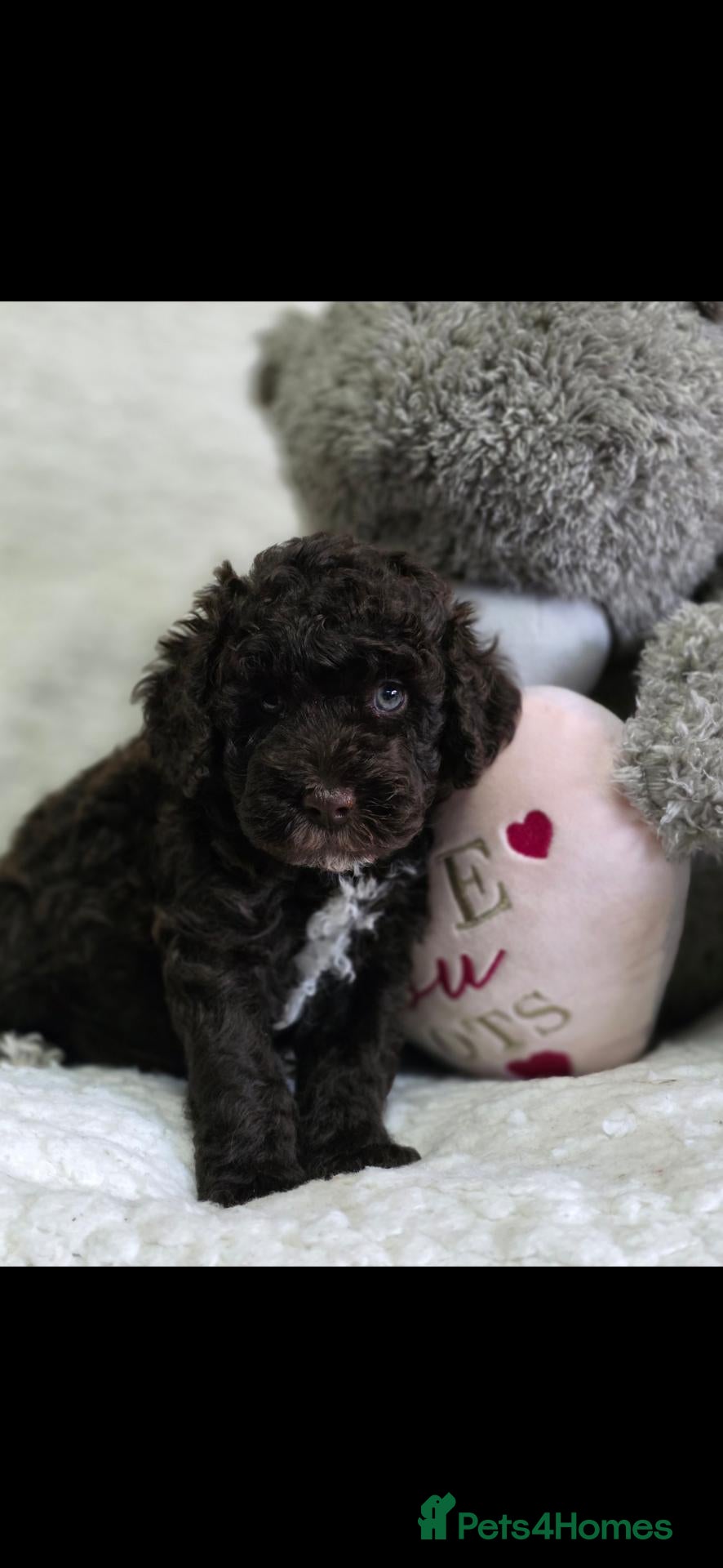Miniature Poodle dogs Beautiful boy ** now found his forever home *** - Advert 5