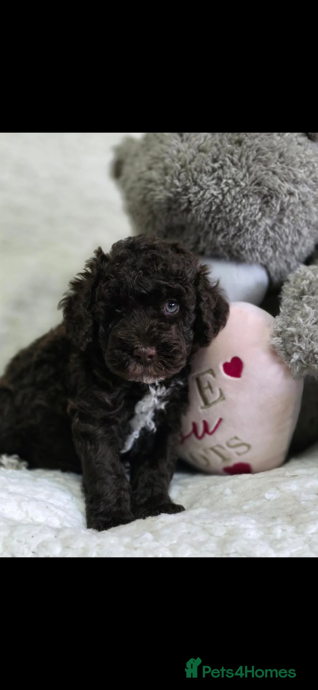 Miniature Poodle dogs for sale: Beautiful boy ** now found his forever home *** - Advert 1