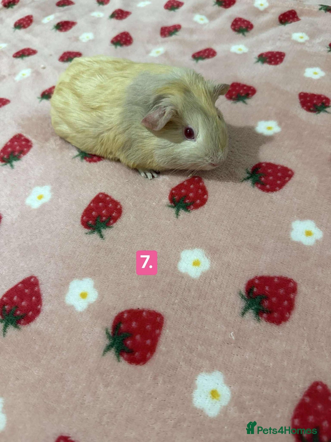 Guinea Pig rodents for sale: Baby guinea pigs for sale girls and boys  - Advert 7