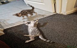 Bengal cats for sale: Silver bengals - Image 7