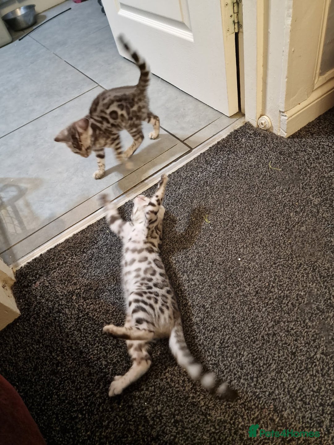 Bengal cats for sale: Silver bengals - Image 7