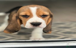 Beagle dogs for sale: STUNNING KC 5GEN TRI COLOUR BEAGLE PUP - Image 11