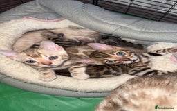 Bengal cats for sale: Stunning bengal kittens  - Image 6