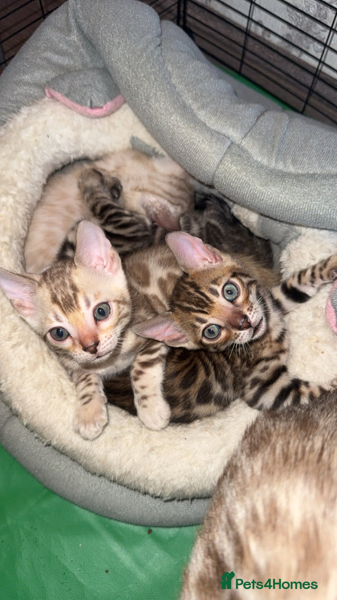 Bengal cats for sale: Stunning bengal kittens  - Image 6