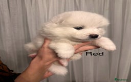 Samoyed dogs for sale: Samoyed Puppies — Ready to Reserve Now! - Image 36