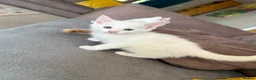 Turkish Angora cats for sale: Kittens - Advert 12