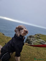 Mixed Breed dogs Merle Goldendoodle x Irish doodle - Advert 3