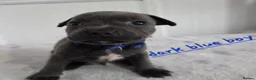 Staffordshire Bull Terrier dogs for sale: Beautiful Blue Staffies ❤️🙌 - Advert 17