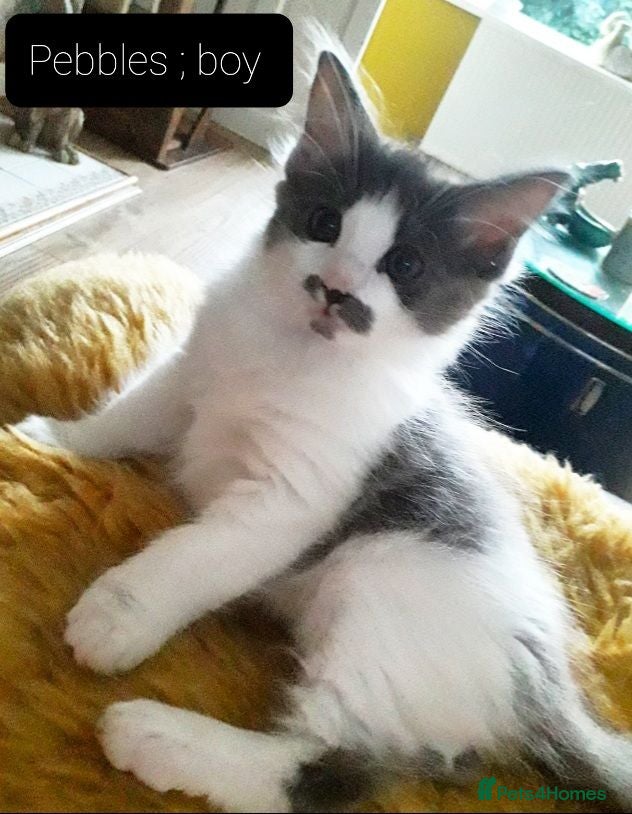 Ragcoon cats Maincoon × Ragdoll (Ragcoon)  chunky boys  - Advert 2