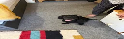 Sprocker dogs for sale: Male sprocker  - Advert 1