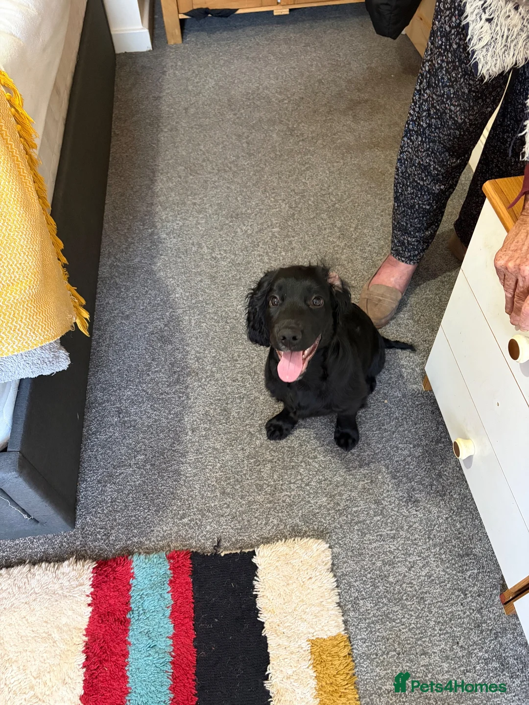 Sprocker dogs for sale: Male sprocker  - Advert 1