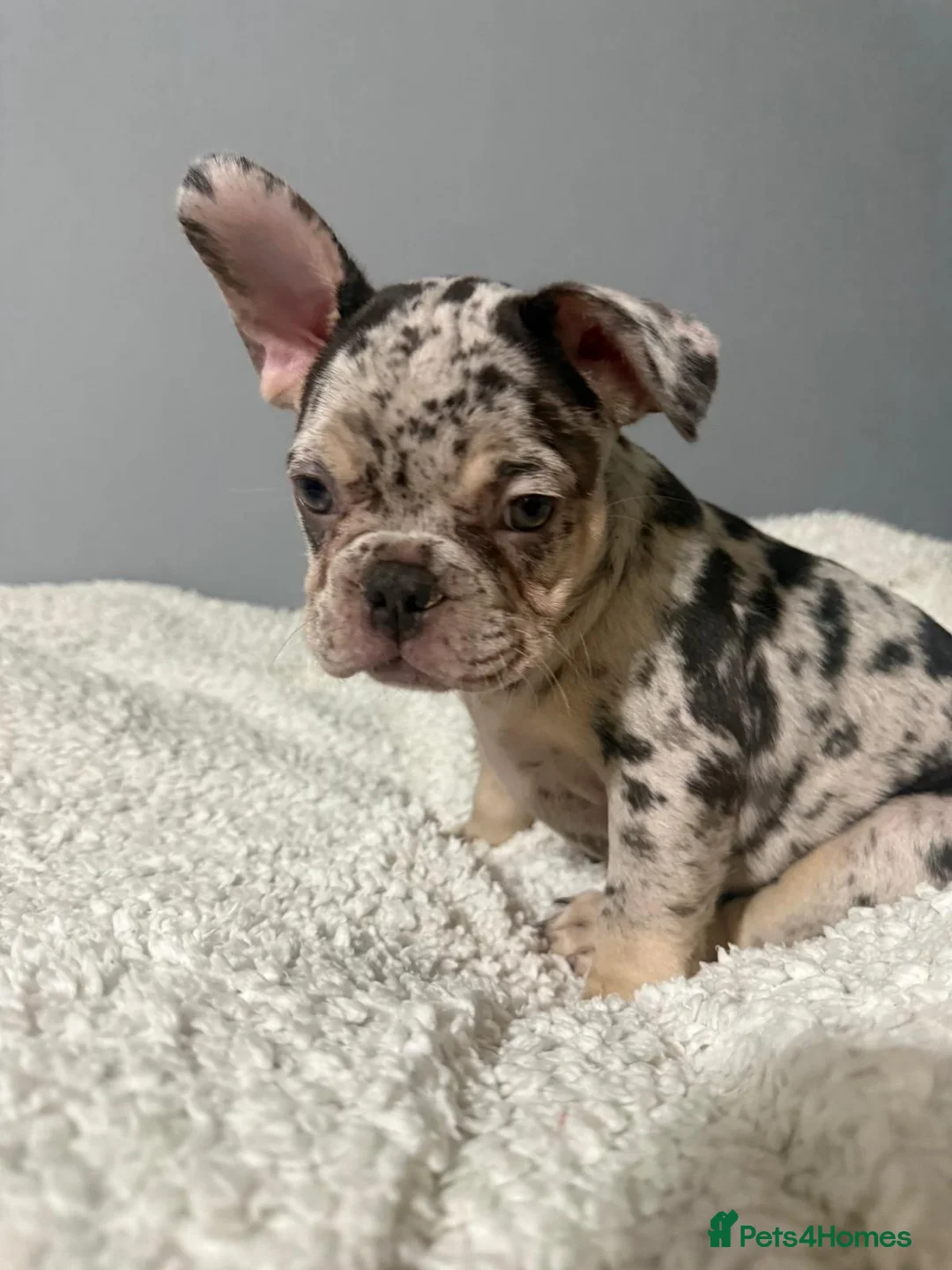 French Bulldog dogs for sale: 🐾 Merle French Bulldog Puppies 🐾 in Aberdeen - Advert 3