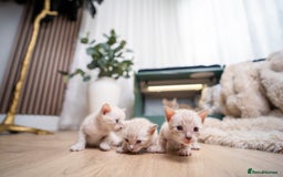 Bengal cats for sale: 3 Snow Bengal Boys-Gorgeous-TICA-Ready in November - Image 10