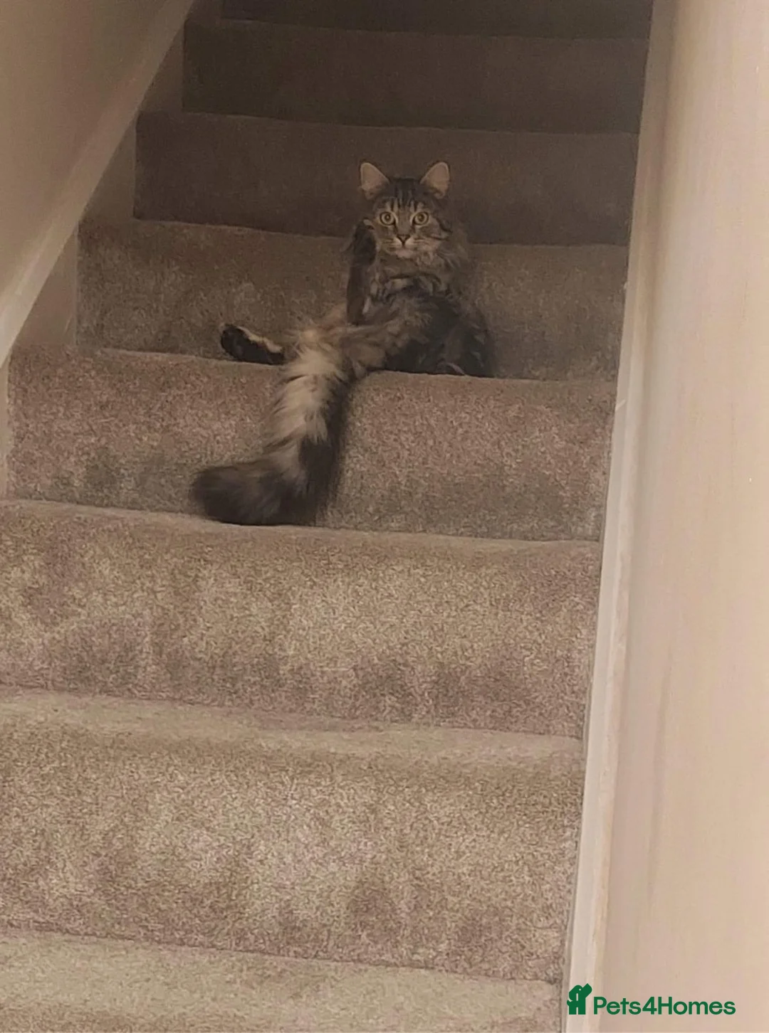 British Longhair cats for sale: Male Long haired mixed breed  - Advert 10